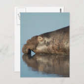 象の印 ポストカード (正面/裏面)