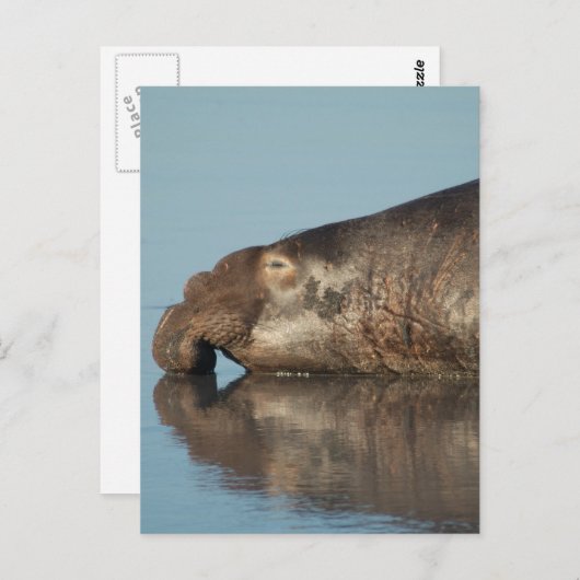 象の印 ポストカード (正面/裏面)