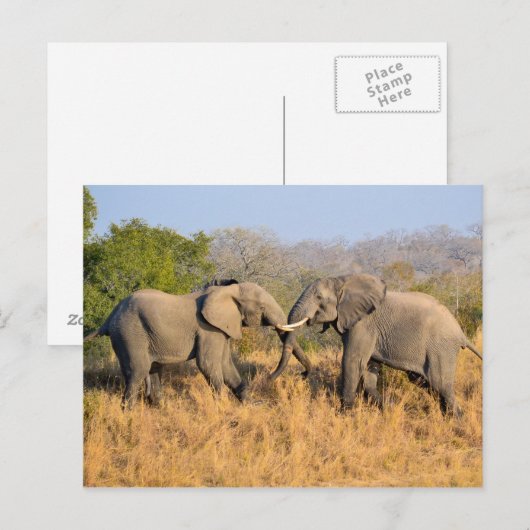 象の喧嘩 ポストカード (正面/裏面)