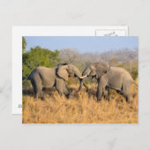 象の喧嘩 ポストカード (正面/裏面)