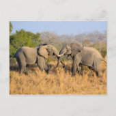 象の喧嘩 ポストカード (正面)