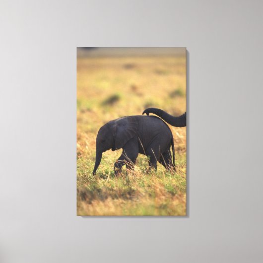 象の幹が子孫に触れる（ケニア） キャンバスプリント (正面)