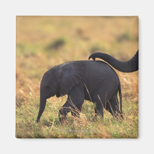 象の幹が子孫に触れる（ケニア） マグネット (正面)