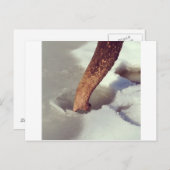 象の幹 ポストカード (正面/裏面)