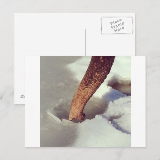 象の幹 ポストカード (正面/裏面)