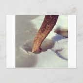 象の幹 ポストカード (正面)