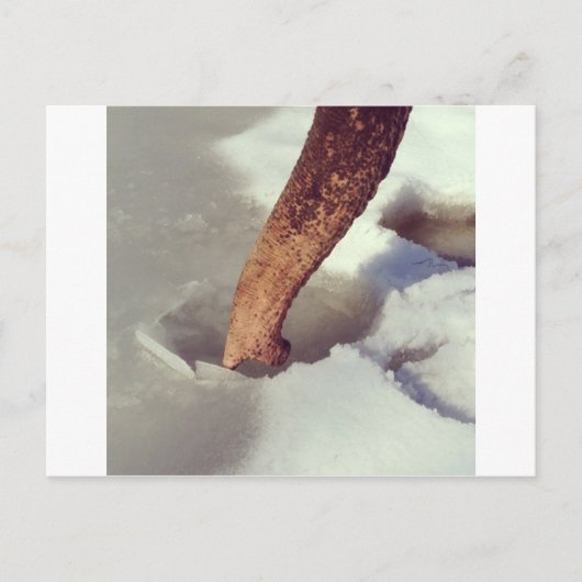 象の幹 ポストカード (正面)