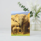 象の母と子牛のはがき ポストカード (スタンド正面)