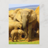 象の母と子牛のはがき ポストカード (正面)