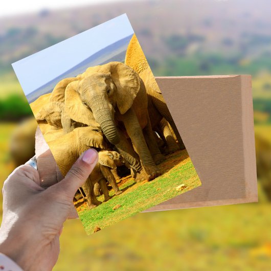 象の母と子牛のはがき ポストカード