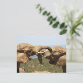 象の牙はがき ポストカード (スタンド正面)