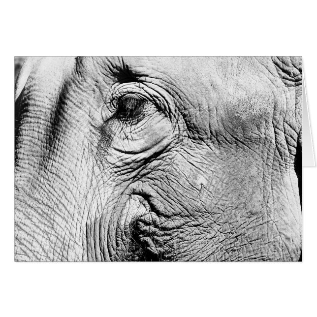 象の目2017年 (正面横)