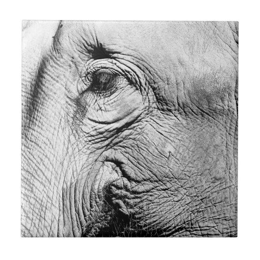 象の目2017年 タイル (正面)