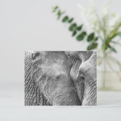 象の目 ポストカード (スタンド正面)