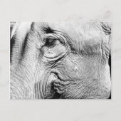 象の目， 2017 ポストカード (正面)