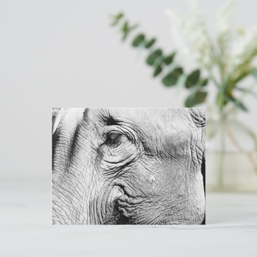 象の目， 2017 ポストカード (スタンド正面)