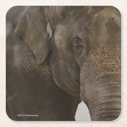 象の終わり スクエアペーパーコースター (正面)