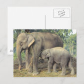 象の繁殖地チトワン – babbyとmommy ポストカード (正面/裏面)