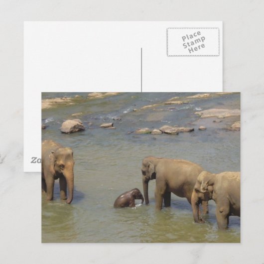 象の群れ ポストカード (正面/裏面)
