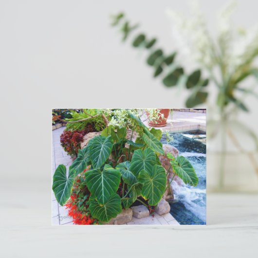 象の耳の容器の植物の庭の写真 ポストカード (スタンド正面)