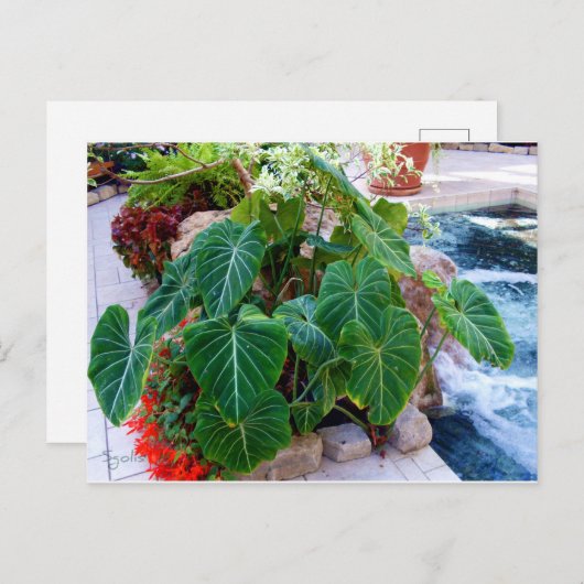 象の耳の容器の植物の庭の写真 ポストカード (正面/裏面)