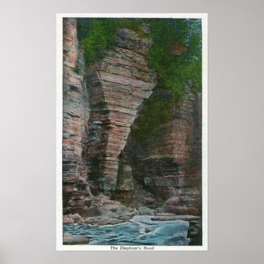 象の頭の表示 ポスター (正面)