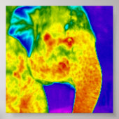象の頭 ポスター (正面)