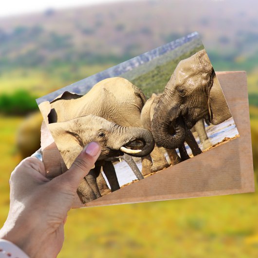 象の顔から顔はがき ポストカード