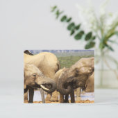 象の顔から顔はがき ポストカード (スタンド正面)