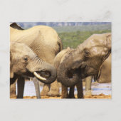 象の顔から顔はがき ポストカード (正面)