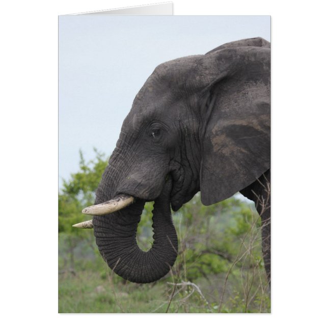 象の食べ物 (正面)