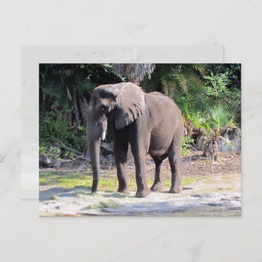象はがき ポストカード (正面/裏面)