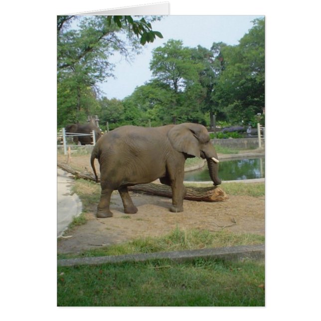 象カード! (正面)