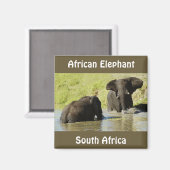 象スイミング（アフリカゾウ）磁石 マグネット (正面/裏面)