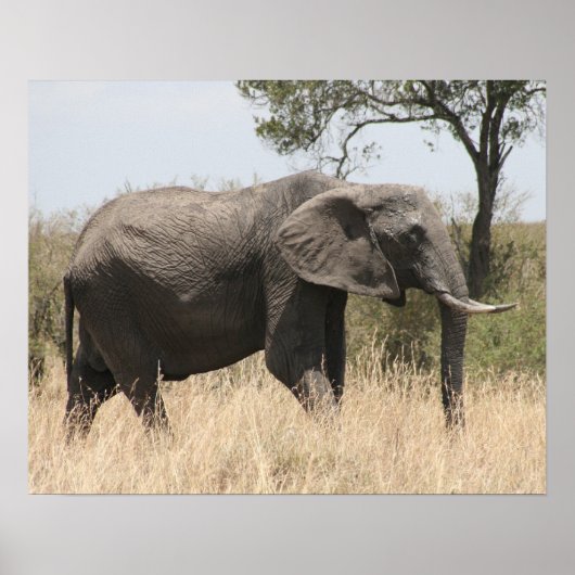 象マサイ ポスター (正面)