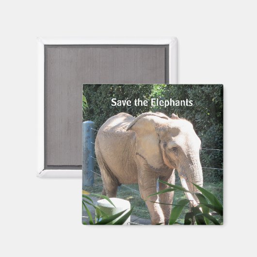 象保護達 マグネット (正面/裏面)