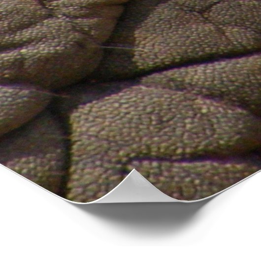 象実在の肌の質感、しわを寄せる。 ポスター (角)