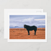象徴的な黒いアイスランドの馬はがき ポストカード (正面/裏面)