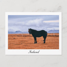 象徴的な黒いアイスランドの馬はがき ポストカード