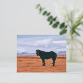 象徴的な黒いアイスランドの馬はがき ポストカード (スタンド正面)