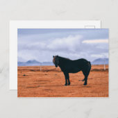 象徴的な黒いアイスランドの馬はがき ポストカード (正面/裏面)