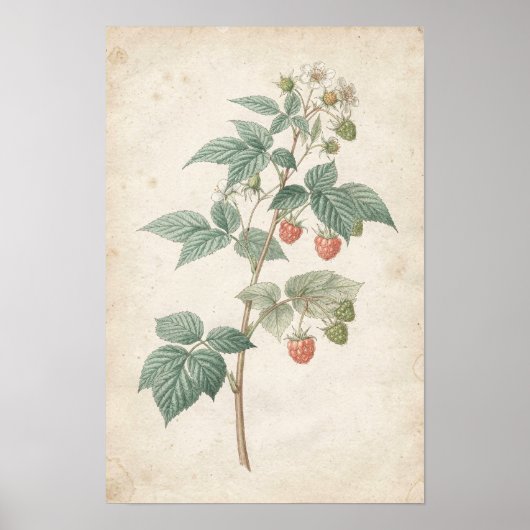 象牙色のラズベリーの茎の植物画 ポスター (正面)