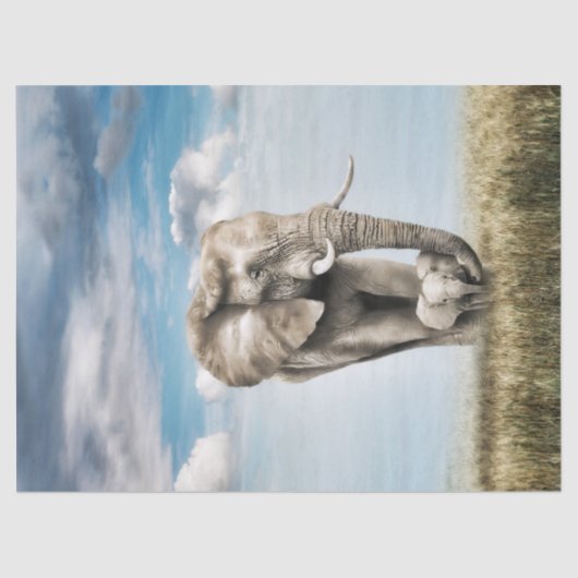 象素晴らしベビー子牛 薄葉紙 (正面)