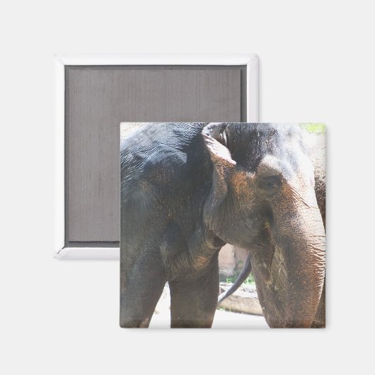 象顔 マグネット (正面/裏面)