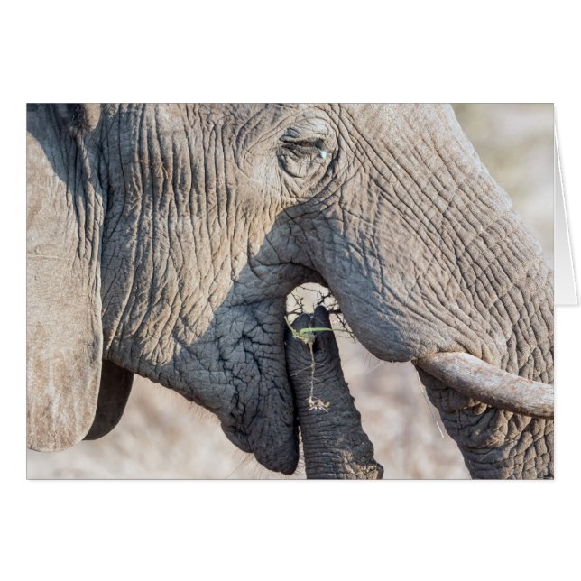 象食べ物を与えの (正面横)