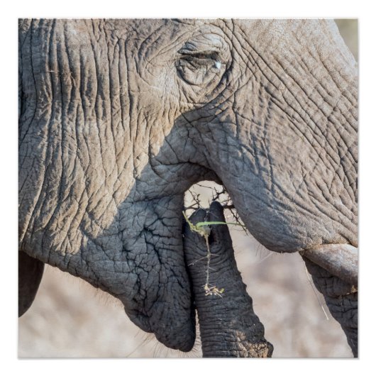 象食べ物を与えの ポスター (正面)