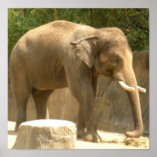 象2のポスター ポスター (正面)