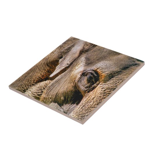 象 タイル (側面)