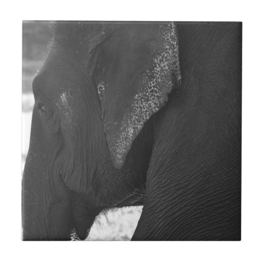 象 タイル (正面)