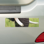 象 バンパーステッカー (車上)